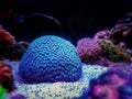 Cyphastrea is the perfect aquarium coral